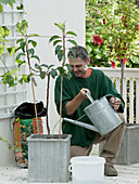 Planting a sweetbread balcony (8/9)