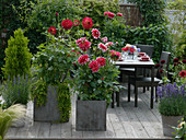 Dahlia 'Normandy Splendor' 'Dütt', Cupressus 'Goldcrest'