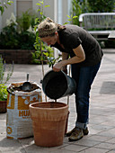 Planting a pear in a terracotta pot (2/8)