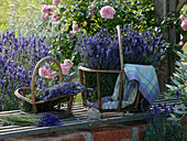 Freshly harvested Lavandula (lavender) in baskets