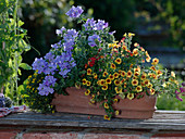 Verbena Star Dream 'Lavender' (verbena), Calibrachoa 'Apricot Punch' (apricot punch)