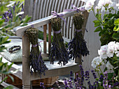 Bouquets of Lavandula (lavender) for drying