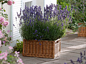 Lavandula 'Hidcote Blue' (Lavendel) in viereckigem Weidenkorb