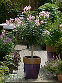 Nerium oleander 'Sealy Pink' (oleander) stems