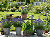 Lavandula 'Hidcote Blue' (lavender) in zinc buckets