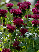 Monarda 'Cambridge Scarlet' (Indianernessel)