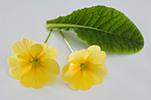 Primula vulgaris syn acaulis (spring primrose, cushion primrose)