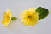 Primula vulgaris syn acaulis (Frühlingsprimel, Kissenprimel)