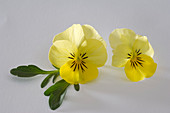 Viola cornuta 'Twix Yellow' (Hornveilchen)