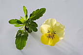 Viola cornuta Twix 'Yellow' (Hornveilchen)