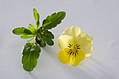 Viola cornuta Twix 'Yellow' (Horned violet)