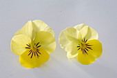 Viola cornuta Twix 'Yellow' (Horned violet)