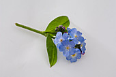 Myosotis 'Myomark' (Vergißmeinnicht)