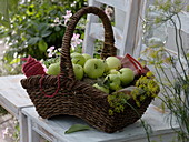 Apples 'Weisser Klarapfel' syn. 'Kornapfel' 'Jakobiapfel' freshly harvested