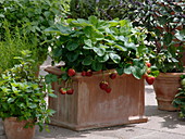 Fragaria × ananassa (Strawberries) in terracotta box