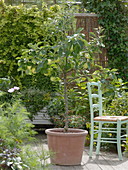 Malus 'Clear Apple' & Cox Orange '(Duo - Apple Tree)