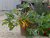 Zucchini 'Goldrush' (Gelbe Zucchini) in Terracotta - Kübel
