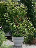 Prunus armeniaca 'Compacta' (Dwarf apricot tree)