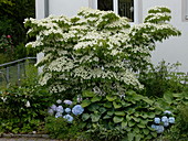 Cornus kousa chinensis 'Milky Way' (Blumenhartriegel), Hosta (Funkien)