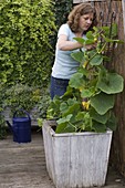 Plant pumpkin in tub with climbing aid (5/5)