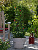 Ipomoea lobata (red star bindweed) on a climbing stem