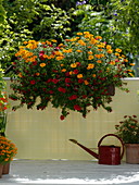 Tagetes Gloriette 'Deep Orange' und tenuifolia (Studentenblumen), Petunia