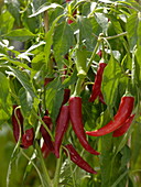 Capsicum annuum 'Cascabella' (scharfe Peperonie)