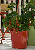 Lycopersicon 'Primabell' (Balkon-Tomate) im roten Topf
