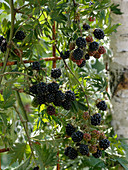 Rubus 'Thornless Evergreen' (Dornenlose Brombeere)