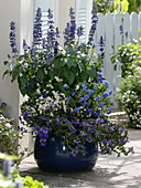 Blauer Kübel bepflanzt mit blau blühenden Pflanzen