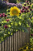 Bauerngarten im Spätsommer