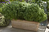 Ocimum 'Picolino' (mini basil) in terrracotta box