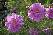 Cosmos bipinnatus 'Psyche Mix' (blooming Daisies)