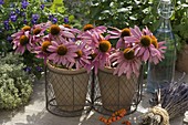 Blossoms of red coneflower in clay pots with wire baskets