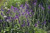 Salvia Horminium 'Oxford Blue' (Schopfsalbei)