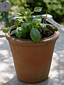 Pull dahlia into terracotta tubs