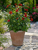 Grow Dahlia in terracotta pot (3/3)