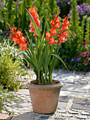 Growing gladioli in terracotta tubs (3/3)