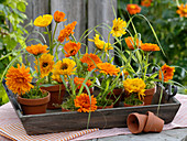 Marigolds in clay pots