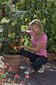 Young woman is harvesting tomatoes