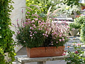 Gaura lindheimeri 'Lillipop Pink' (Prachtkerzen), Pennisetum 'Dwarf Rubrum'