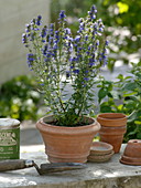 Hyssopus (hyssop) flowering in terracotta pot, clay pots, hand shovel, string