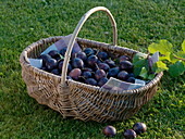 Freshly harvested plum 'Hanita' in a wicker basket