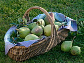 Freshly harvested pear 'Clapp's Liebling' in wicker basket
