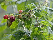 Rubus 'Sanibelle' (Himbeere)