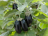Solanum melongena 'Picola' (Mini-Aubergine)