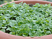 Valerianella (lamb's lettuce), young plants in a pot