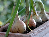 Allium cepa (onion) in terracotta box