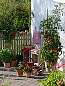 Terrasse mit Tomaten, Paprika und Basilikum