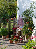 Terrace with tomatoes, peppers and basil